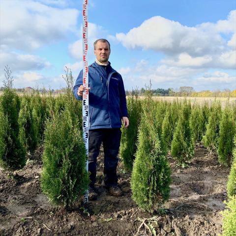 Thuja ocidentalis 'Dark Embers'®